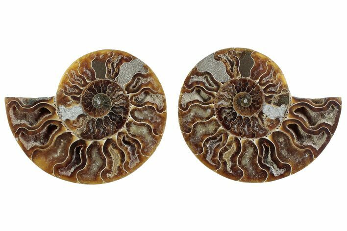 Cut & Polished Crystal-Filled Ammonite Fossil - Madagascar #364749